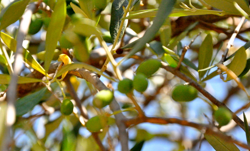 Olive Oil Festival Crete